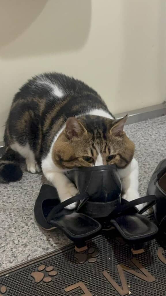 来客の靴にお顔半分をうずめるにゃにゃくん