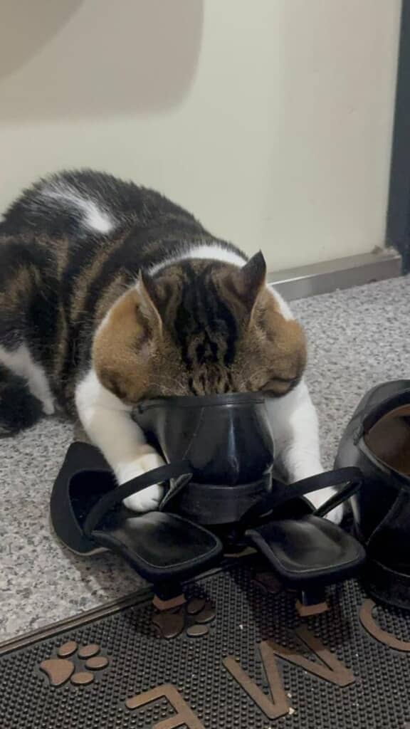 夢中になりすぎて靴にお顔全部を入れてしまいます