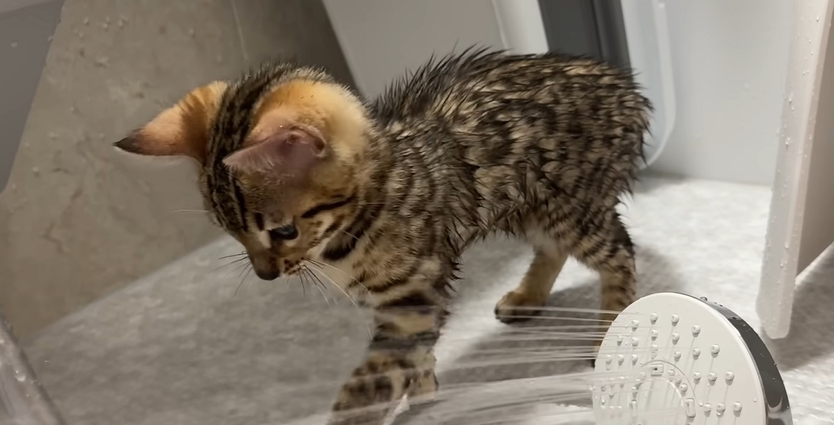 風呂場にズカズカ入ってきた子猫→目を離した次の瞬間……えぇー!?　理解不能な行動に「あぁ！」「びっくり」（1/3） | 猫 ねとらぼ