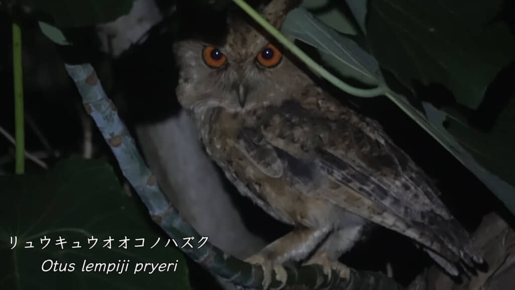 リュウキュウオオコノハズクなど、貴重な生き物の姿が