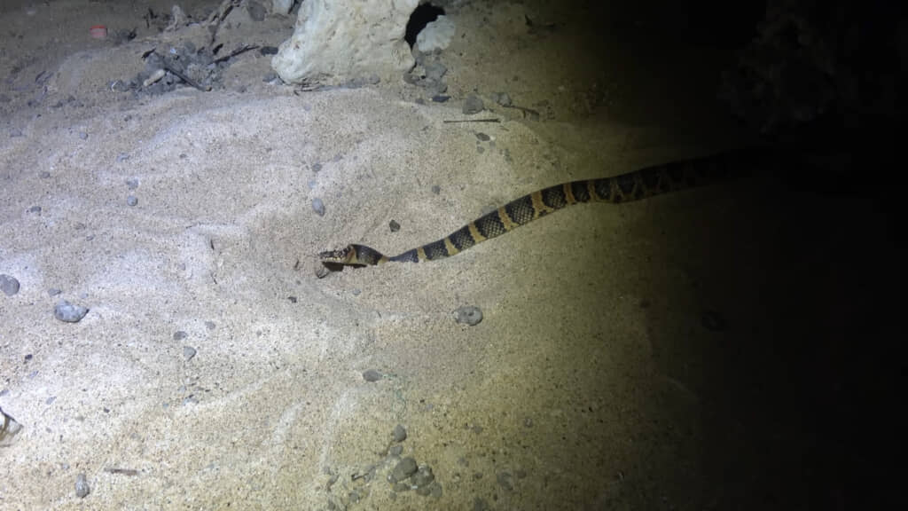 砂の中に顔を突っ込み、何かを探しているようです