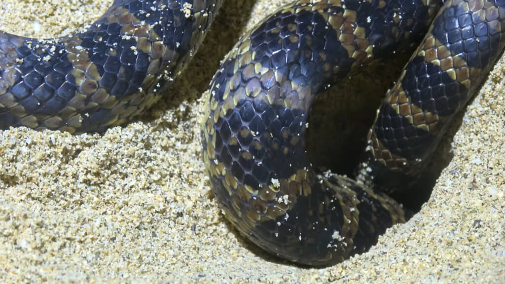 アカマタたちの狙いはウミガメの卵と幼体でした