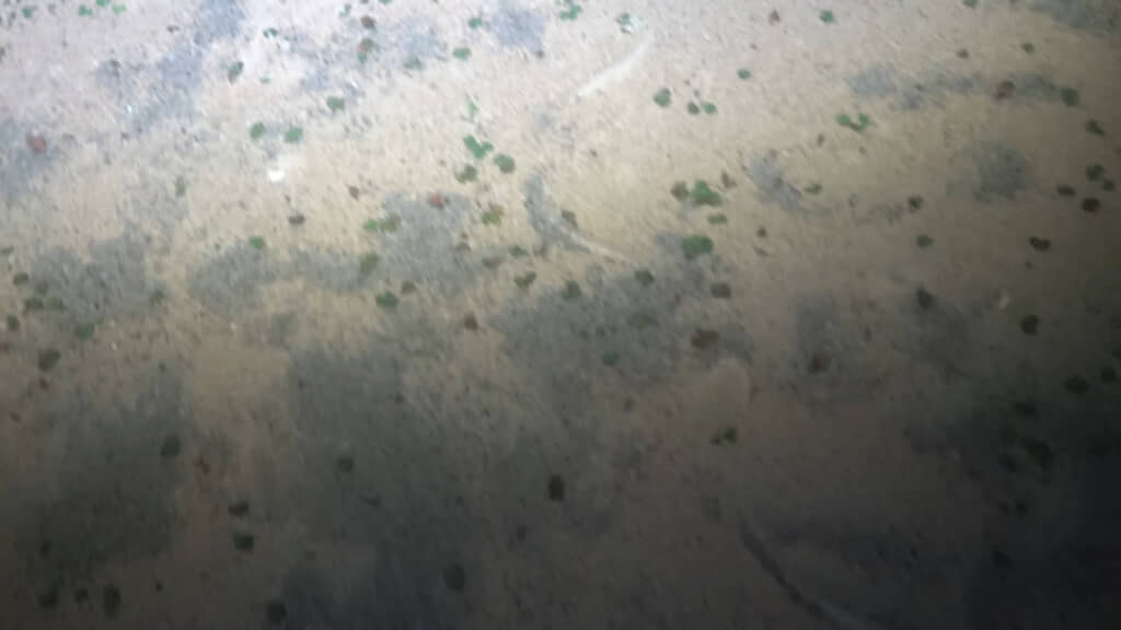 砂浜にはアカマタたちが這った痕跡が