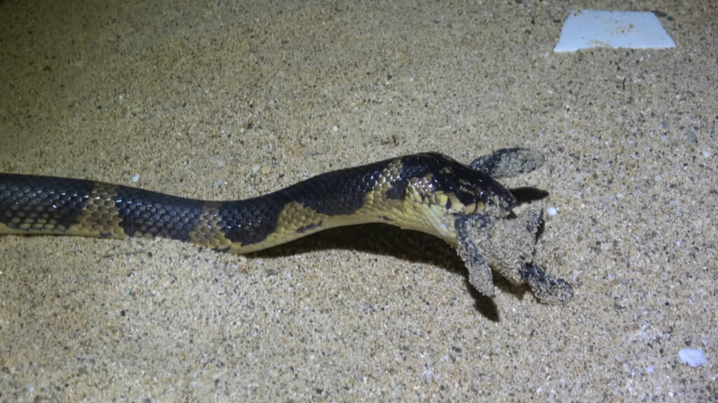 ウミガメの幼体を食べているアカマタを発見