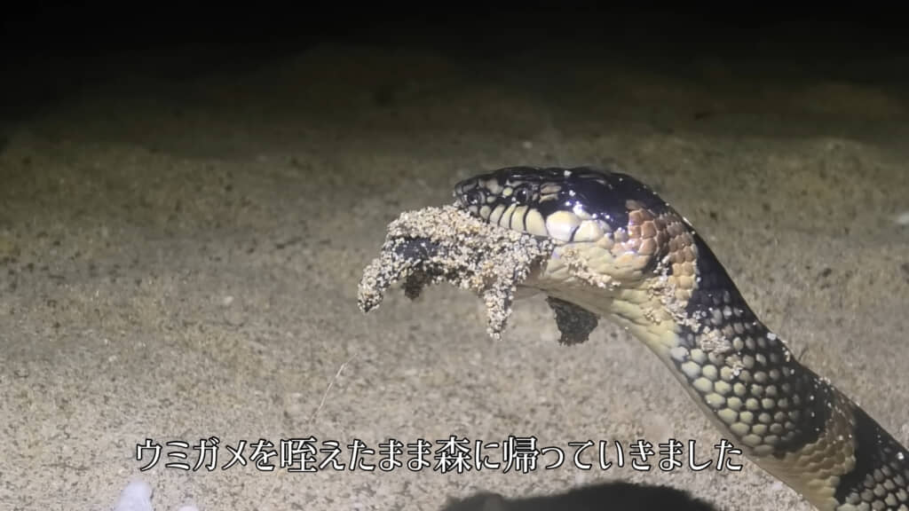 ウミガメの命は、アカマタの命を繋ぐ糧となります