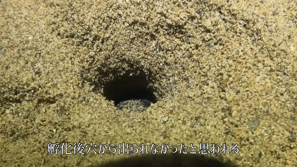 穴から出られずに生涯を終える幼体も