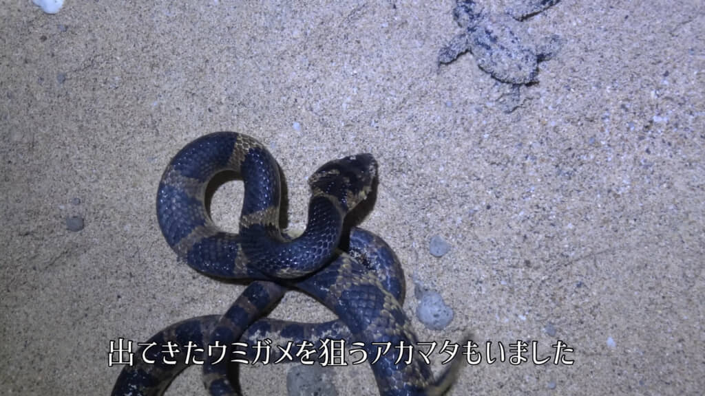 沖縄だからこそ見られる、貴重な光景なのでした