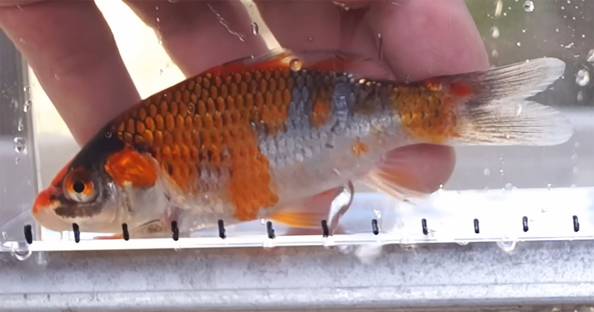 “ちょっと変わったコイたち”を大事に育てて1年後……「あなた誰？」　変貌ぶりに「すごいすごい！」「笑っちゃいましたww」（1/3） | その他生き物 ねとらぼ