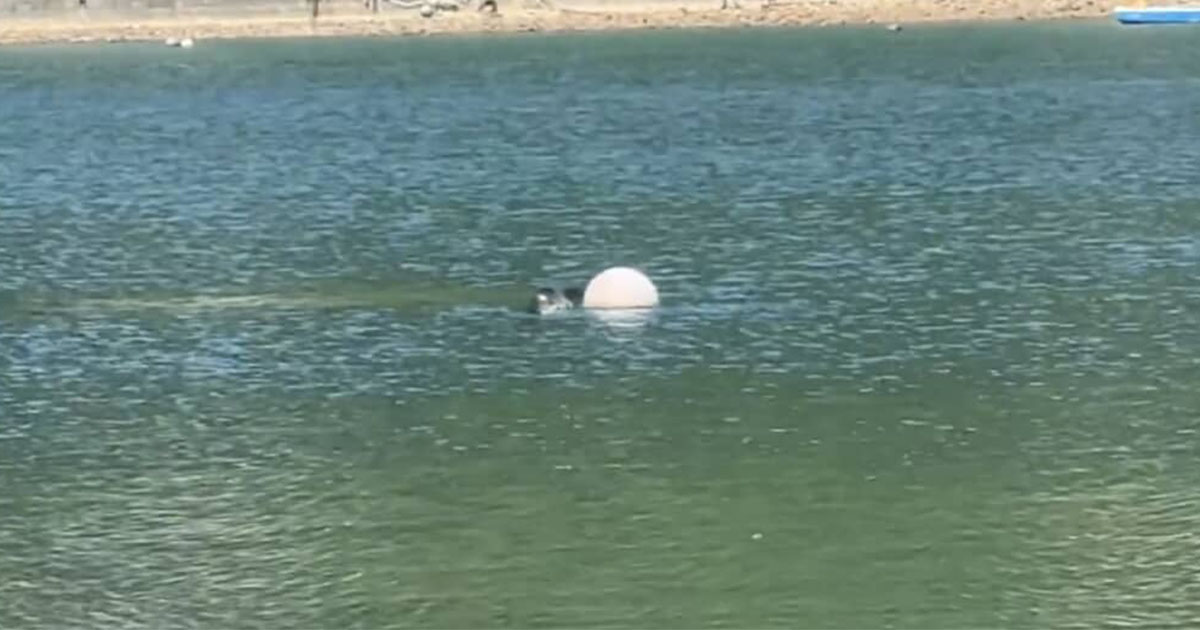 海で泳いでいたら、謎の“でかい生き物”を見かけて……「え!?」　まさかの正体に「そんなことある？」「かわいい」（1/2） | その他生き物 ねとらぼ