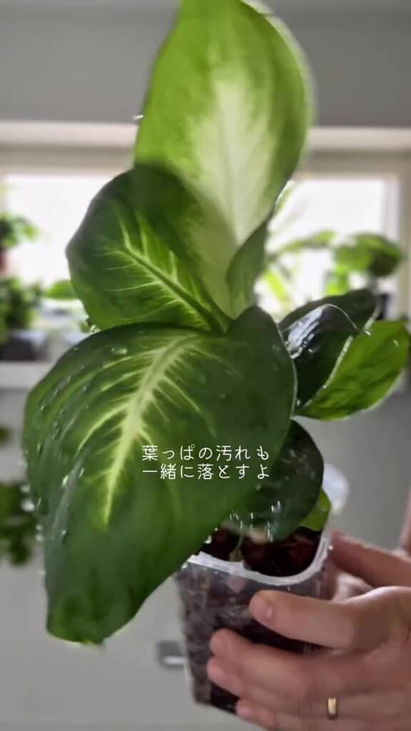 朝シャワーを浴びるときに水やりをします