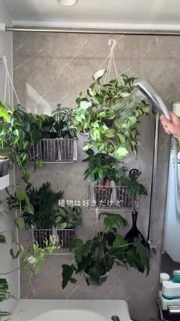 観葉植物がいっぱい！
