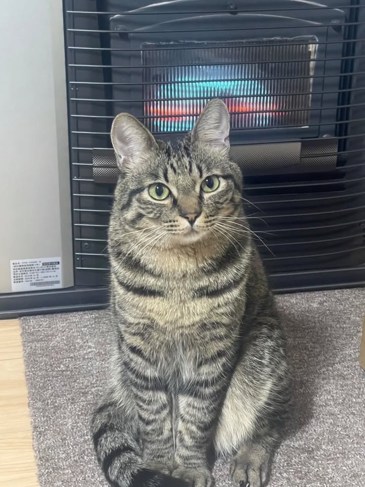 猫のむーくんを制作します