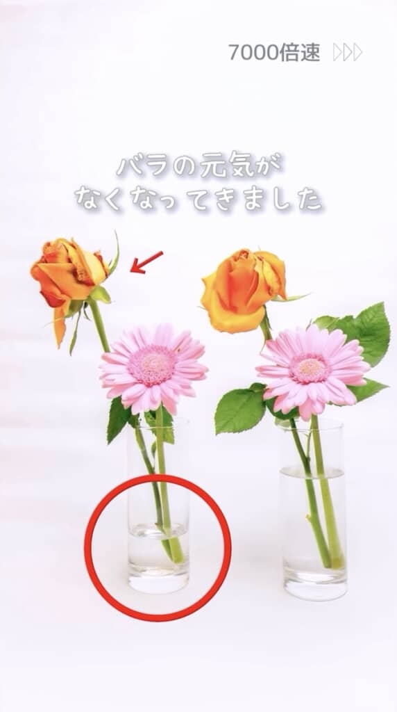 水が少ないほうのバラからしおしおに