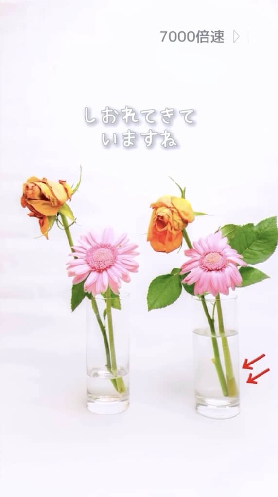 ガーベラは水が多いほうから劣化