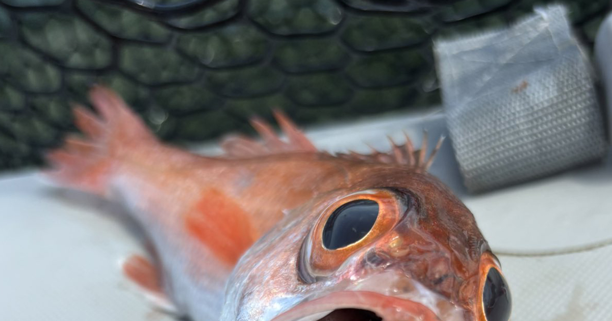 海で“のどぐろ”を釣り上げ、口の中を見たら……「なんかいる」　2130万表示の“衝撃の光景”に「これホンマビビる」（1/4） | その他生き物 ねとらぼ