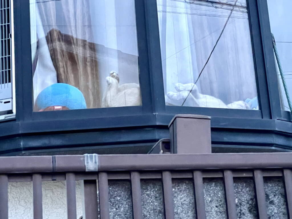 ヘソ天のまま寝てしまうダニエルさん