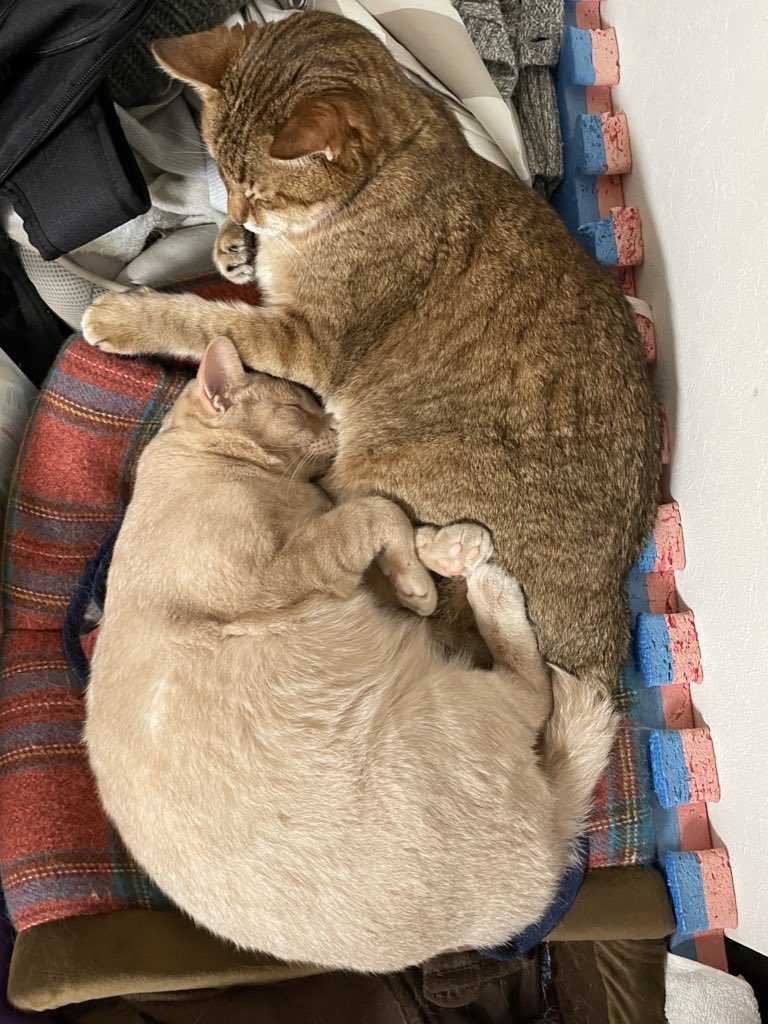 大吉さんにピッタリ
