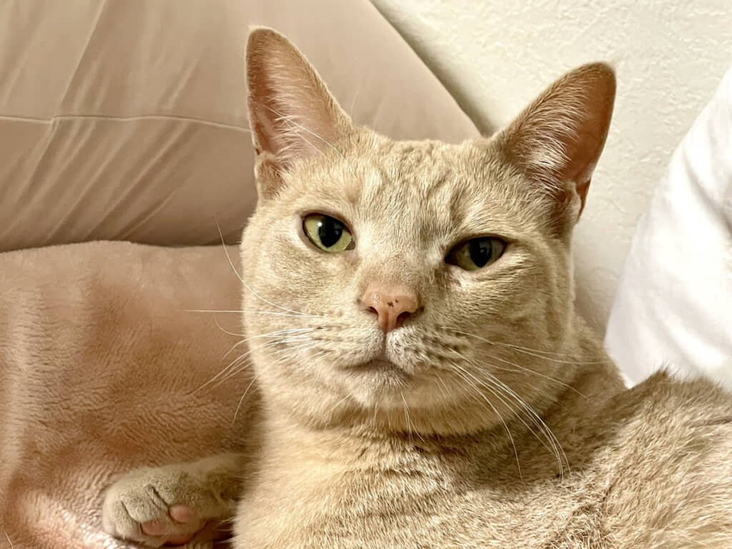 甘えん坊さんに成長しました
