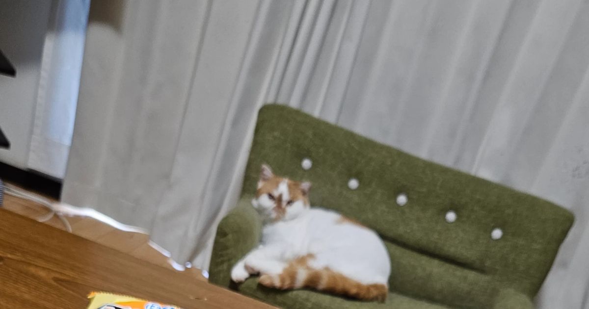 妻と娘が3泊4日の旅行へ、猫たちと残された父「とても寂しいです」→まさかの光景に「隠せてないです」「仕方ないですよね？」（1/3） | ライフスタイル ねとらぼ