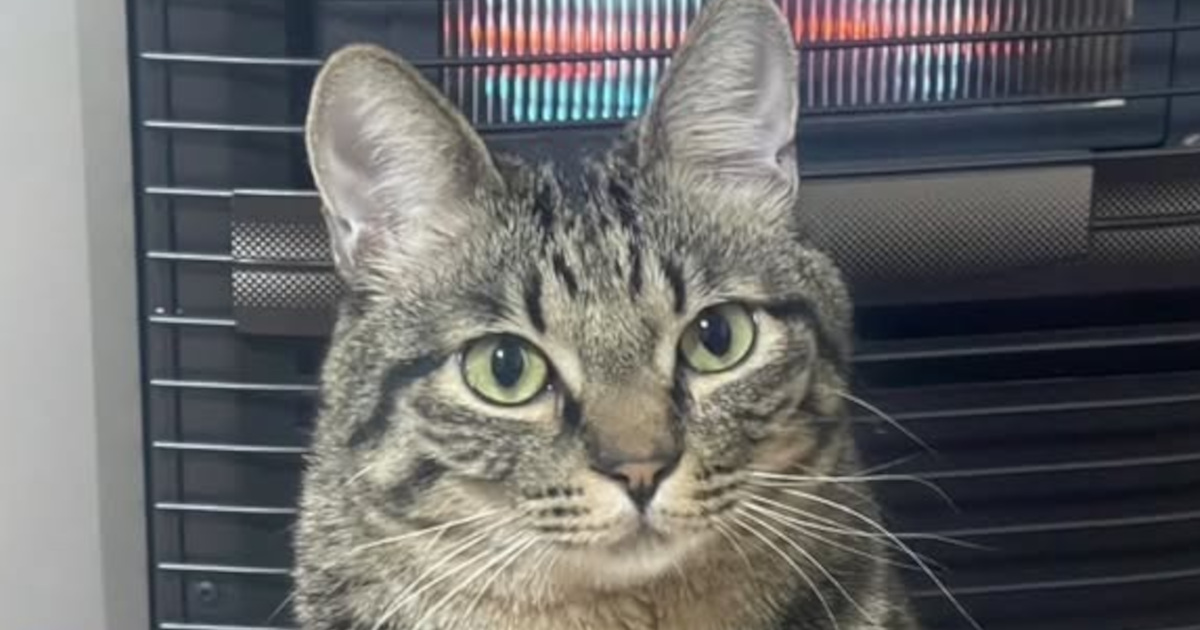 飼い主が撮った猫の写真→その道のプロにオーダーすると……　300万表示のリアルすぎる完成品に「すーーーげえええ」「これは飼い主さんうれしい」（1/3） | カルチャー・アート ねとらぼ