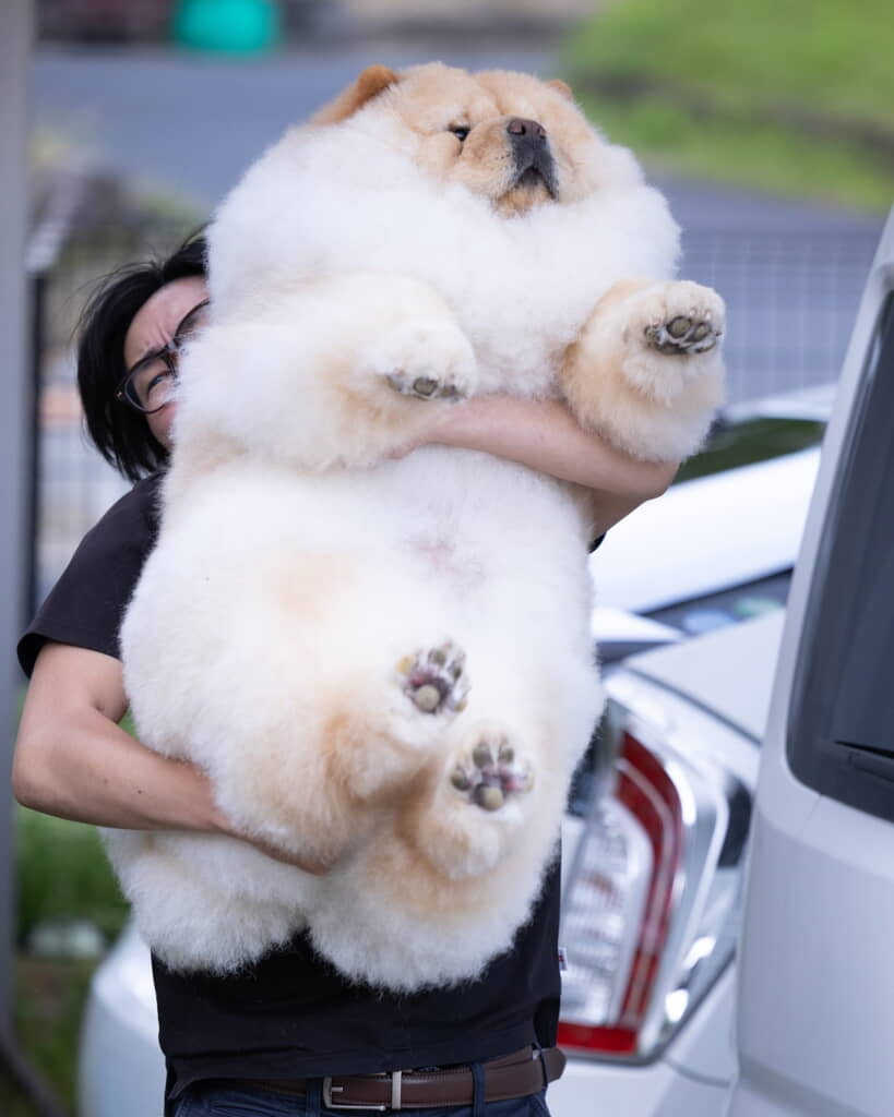 これは大変だ……