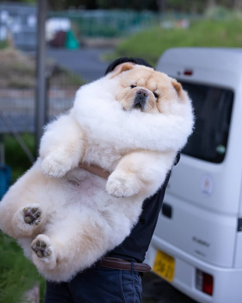 こまめちゃんは何だか優雅