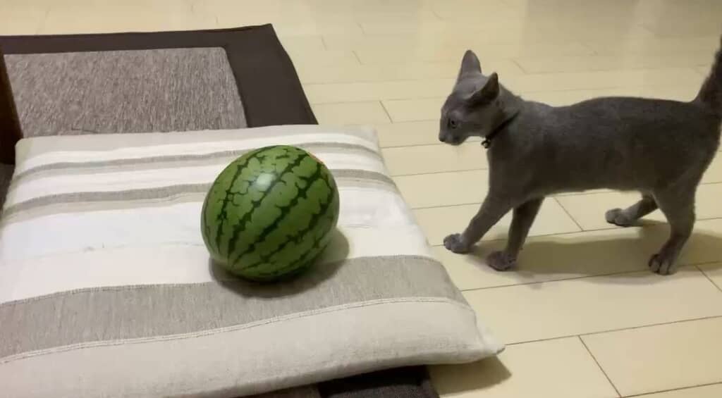 スイカにそろそろと寄っていく猫ちゃん