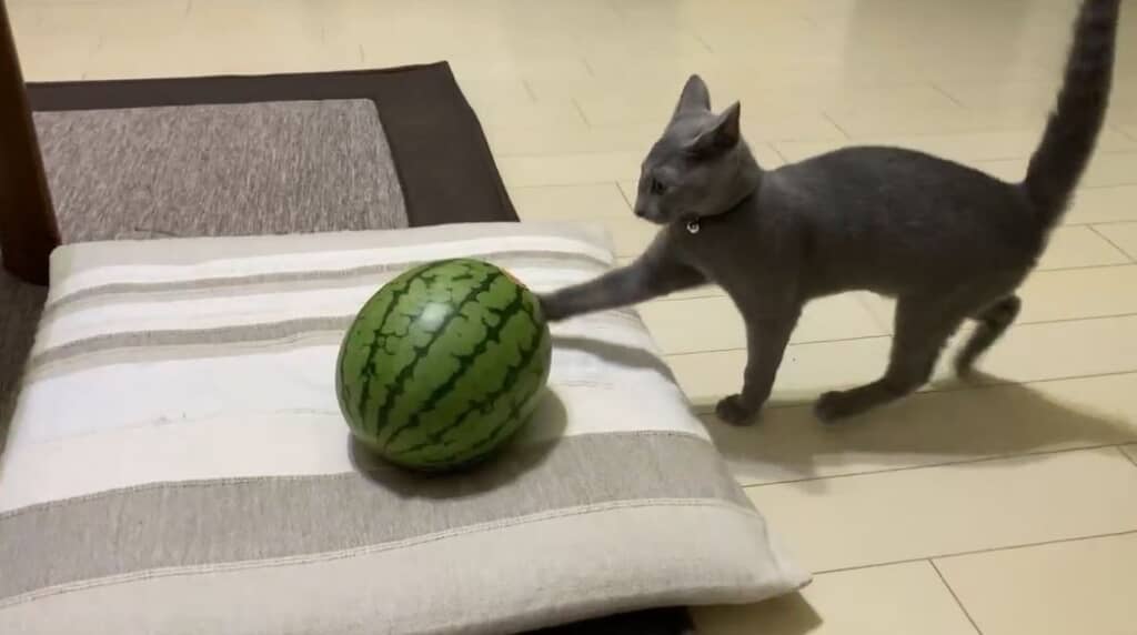 猫ちゃんの先制攻撃！