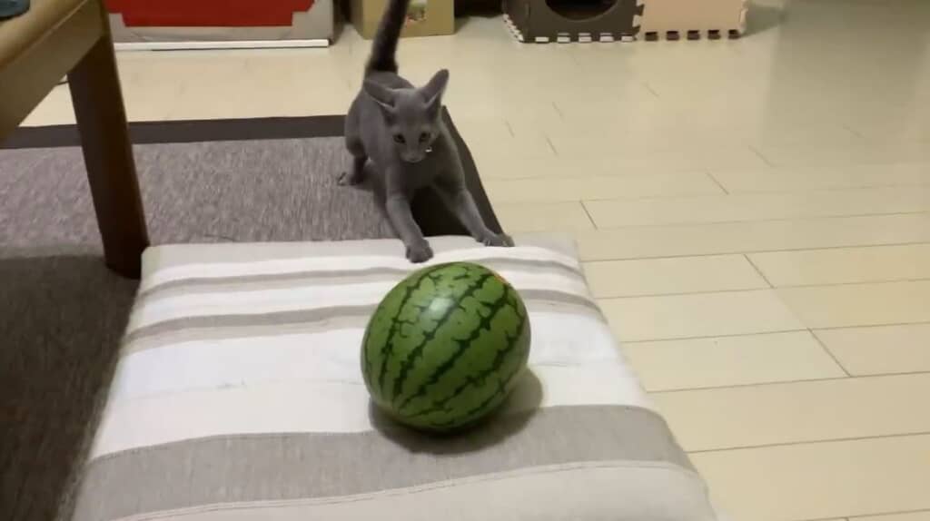 スイカは微動だにしない……