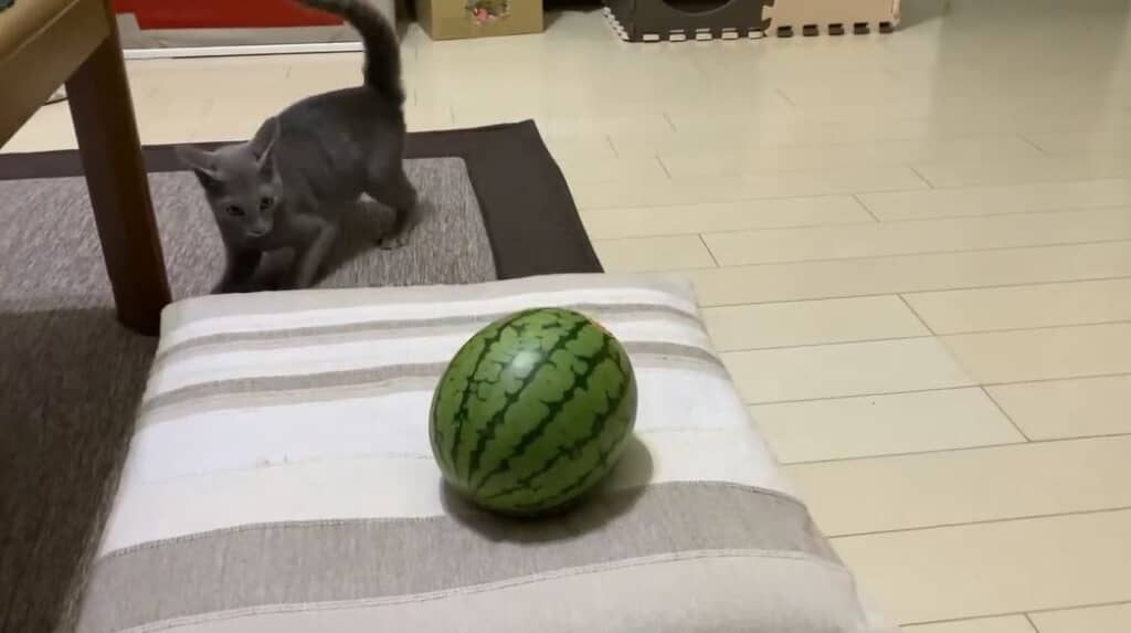 なんで反撃してこないのか不思議そう