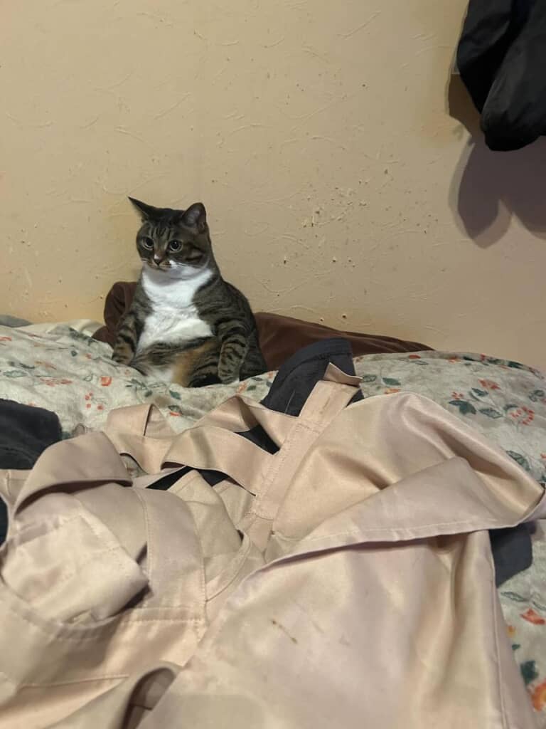 おじさんスタイルでくつろぐタビちゃん