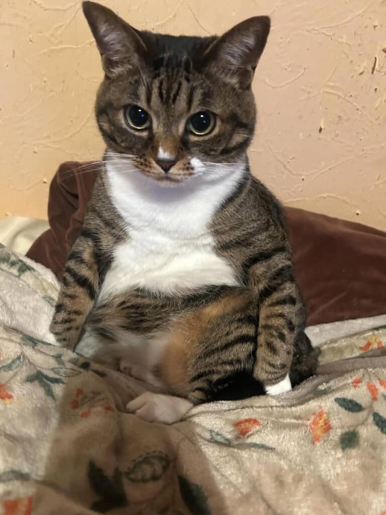 お顔はあいらしいタビちゃん