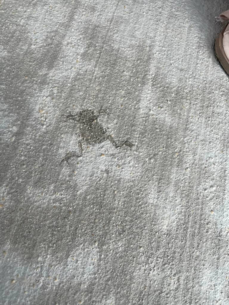 カエルの着地跡が……！