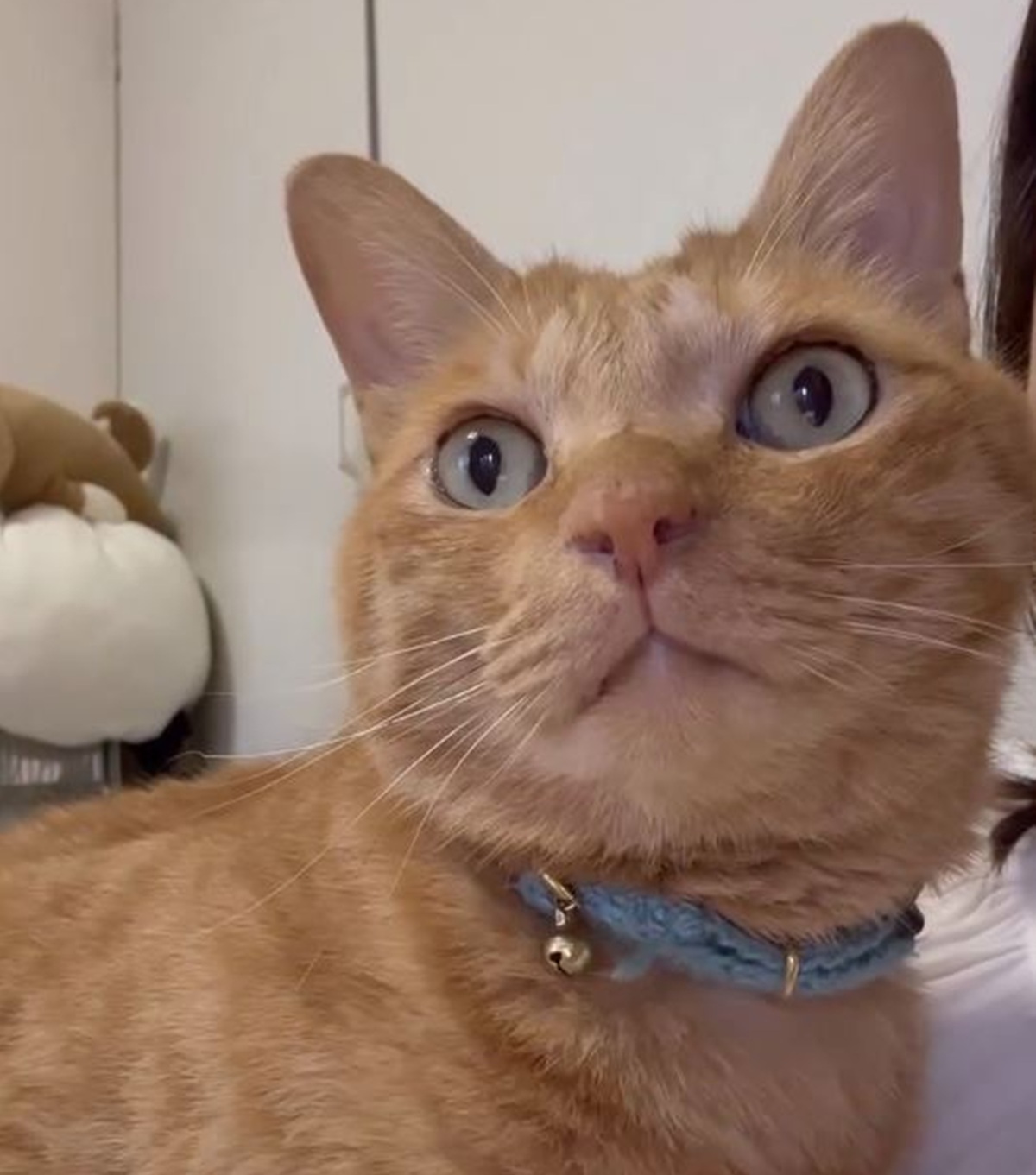 猫がオカンにずっと抱っこをせがむので、段ボールで作ったのはまさかの……　とんでもない完成品に「天才やん」「爆笑ｗｗｗｗ」（1/3） | 猫 ねとらぼ