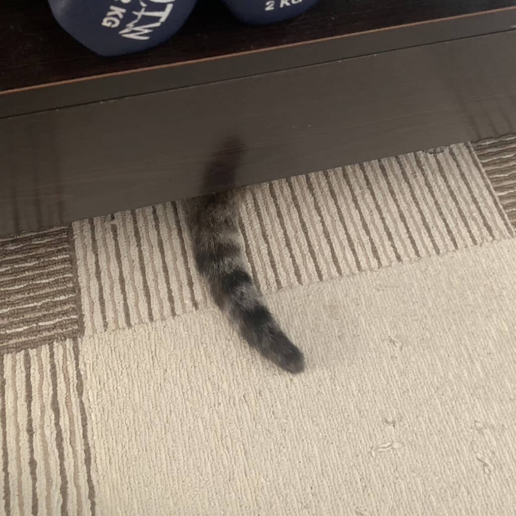 ほんとに落ちてる！