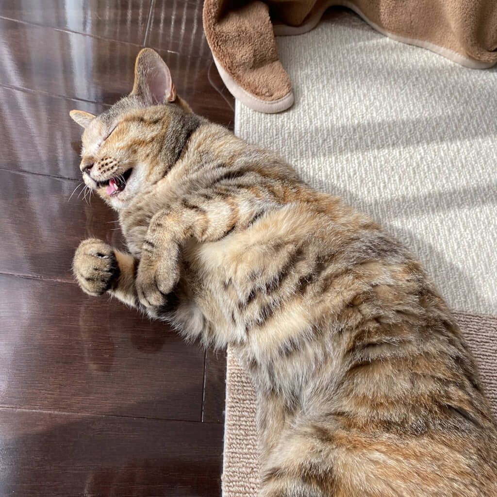 あくびするテトラちゃん