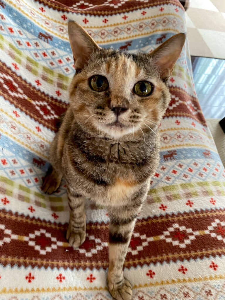 おめめがキュルキュルです