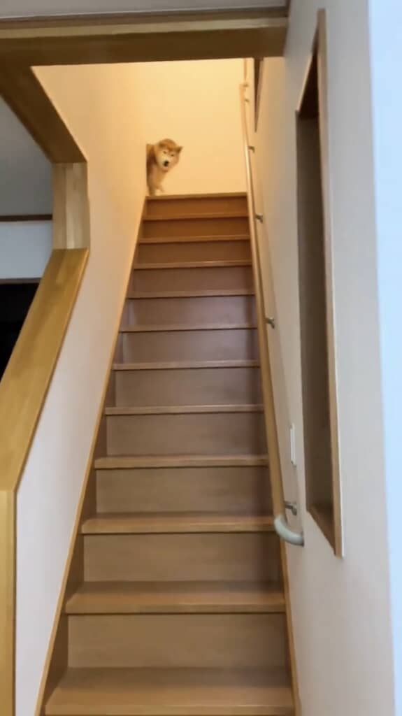 早速降りてきた福くん