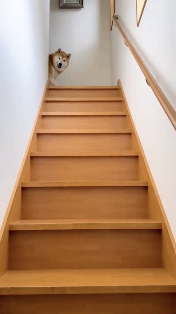 顔を出してはくれるものの