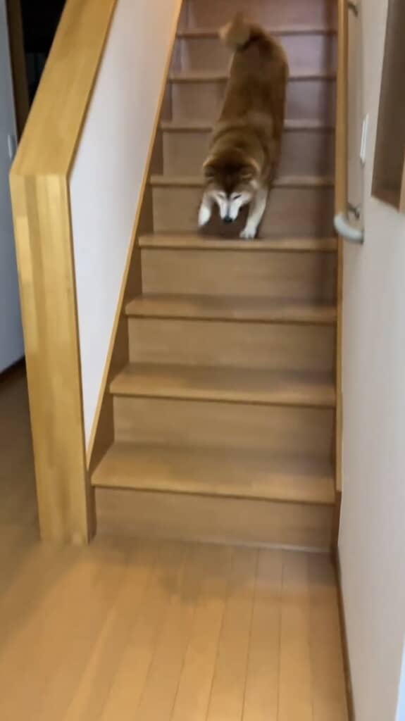 ダッシュでお姉ちゃんのもとへ向かい……