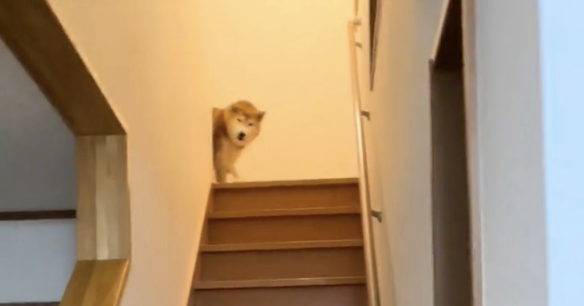 姉が帰ってくると大喜びの柴犬→兄の場合は……「こんなに差があるなんて」 “まさかの反応差”に腹筋崩壊【770万再生】（1/2） | 犬 ねとらぼ