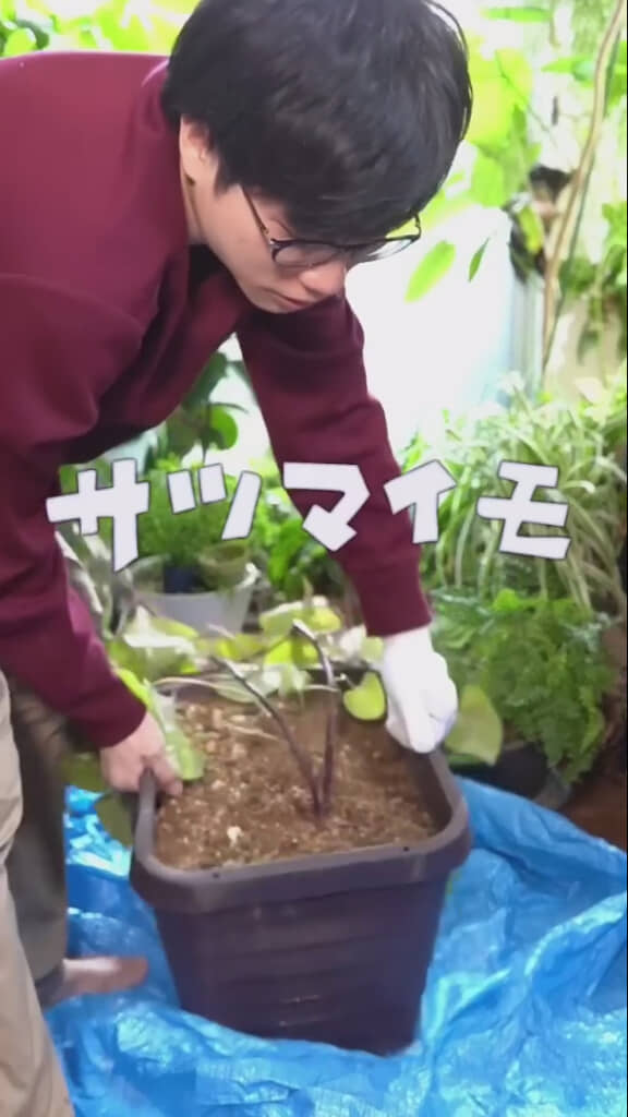プランターに植えられたサツマイモ