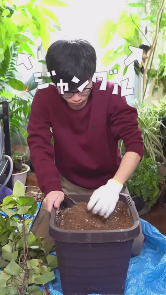 植物だらけの室内で収穫