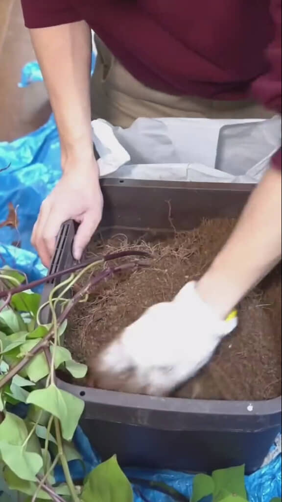 一心不乱に土を掘り返していく