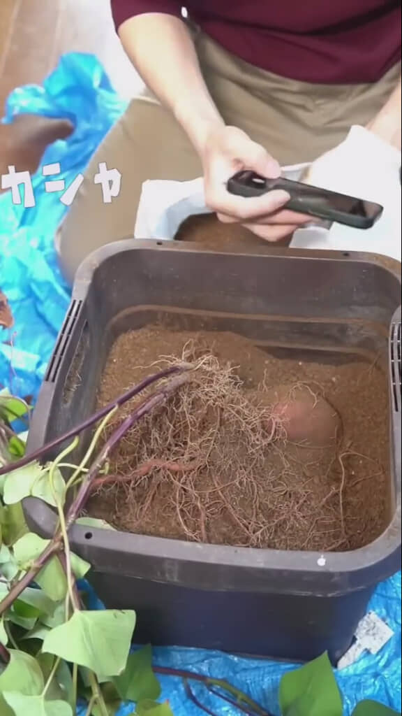 ついに姿を現す……！