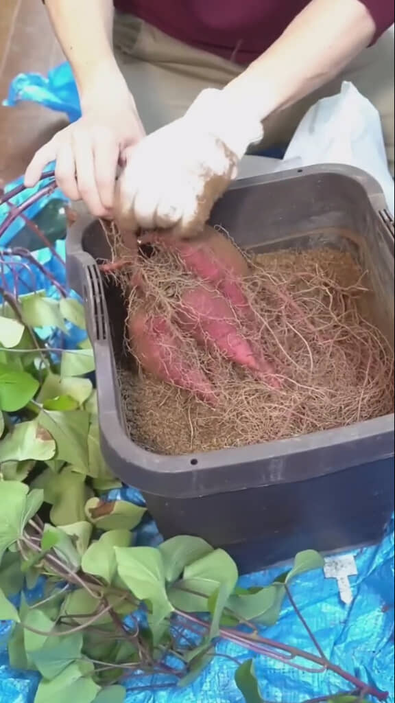 立派なサツマイモが出てきました！