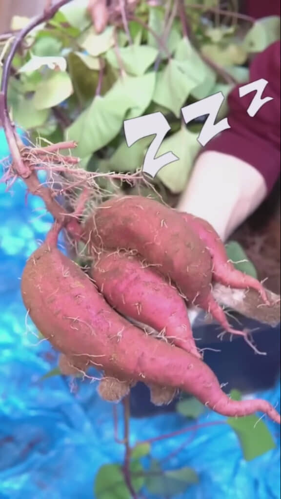 ベランダでできたとは思えない出来栄え