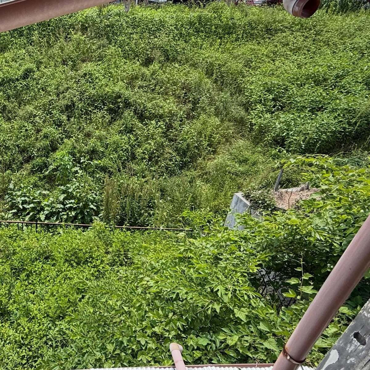 長年放置で“ジャングル化”した庭→プロに任せたら……　3日後、まさかの光景に仰天「別の家！？」「予想以上に根こそぎだったw」 | ライフスタイル ねとらぼ