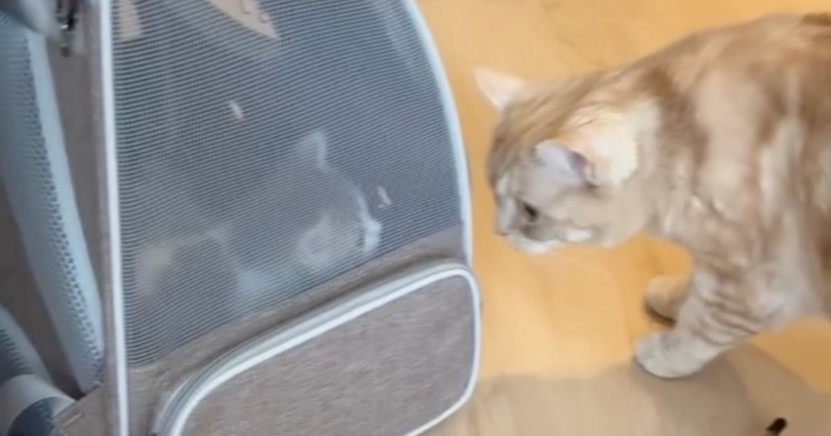 新入り猫が来た1日目、先住猫「なんだこいつ」→14日後……　560万再生の“まさかの変化”に「尊すぎ」「幸せがあふれてる！」（1/2） | 猫 ねとらぼ