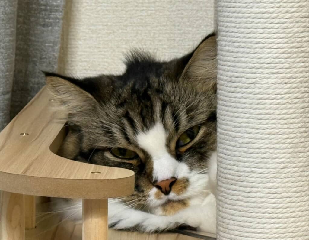 やっぱり隙間から除いています